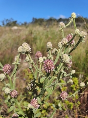 Pterocaulon redolens