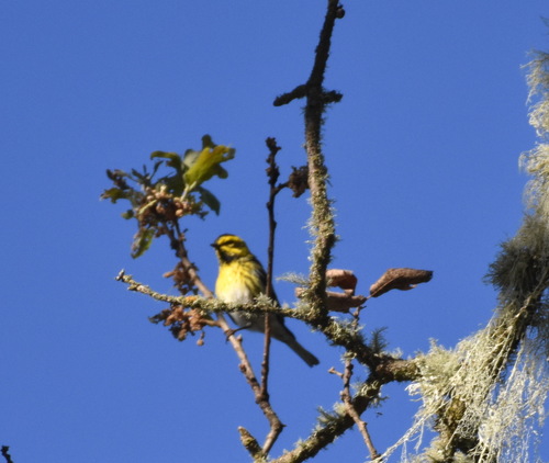 iNaturalist observation photo of Townsend's Warbler