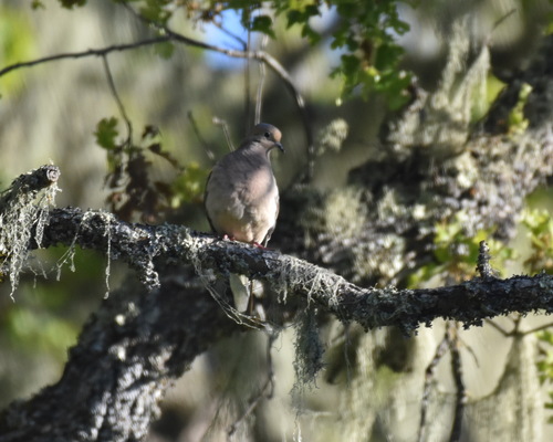 iNaturalist observation photo of Mourning Dove