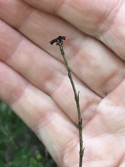 Hadrokolos texanus