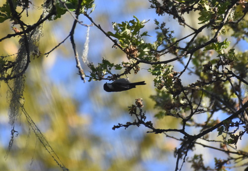 iNaturalist observation photo of Chestnut-backed Chickadee