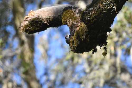 iNaturalist observation photo of Nuttall's Woodpecker