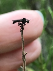 Hadrokolos texanus