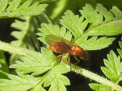 Psila