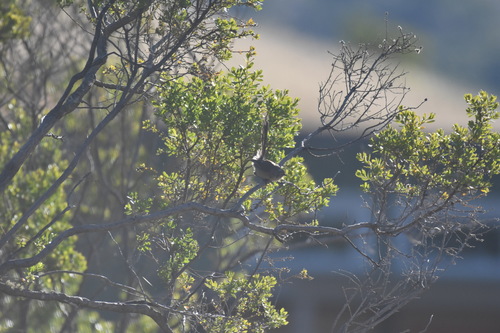 iNaturalist observation photo of Wrentit