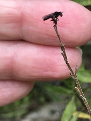 Hadrokolos texanus