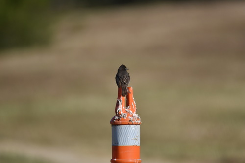 iNaturalist observation photo of Black Phoebe
