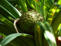 Pandanus balansae