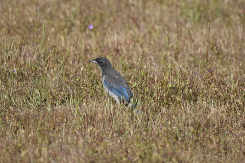 iNaturalist observation photo of California Scrub-Jay