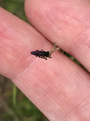 Hadrokolos texanus