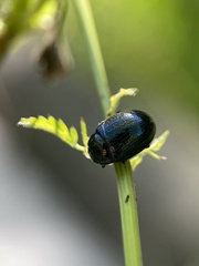 Chrysolina oricalcia