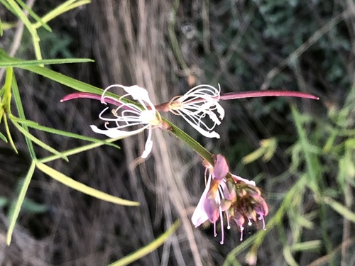Cleome macrophylla (Cleome macrophylla)