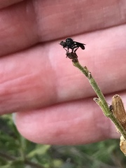 Hadrokolos texanus