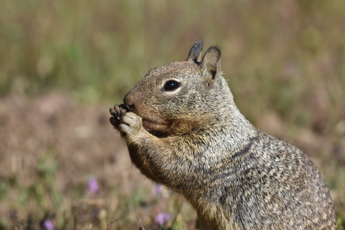 iNaturalist observation photo of California Ground Squirrel