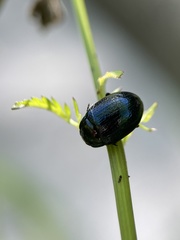 Chrysolina oricalcia