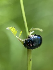 Chrysolina oricalcia