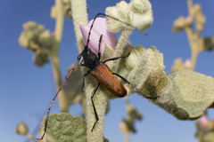 Tragidion gracilipes