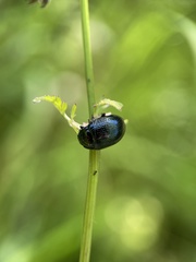 Chrysolina oricalcia