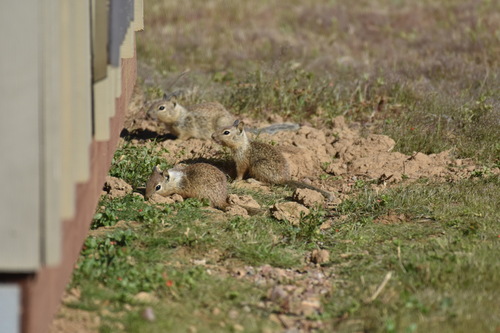 iNaturalist observation photo of California Ground Squirrel