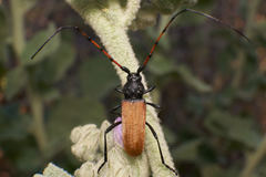 Tragidion gracilipes