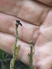 Hadrokolos texanus