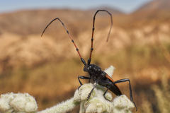 Tragidion gracilipes