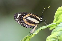 Lycorea halia cleobaea