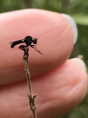 Hadrokolos texanus