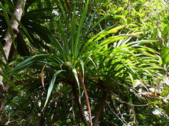 Pandanus balansae