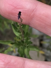 Hadrokolos texanus