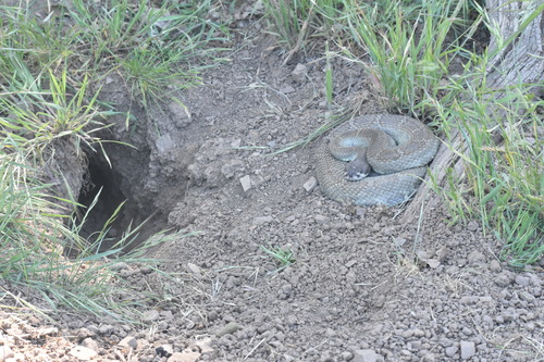 iNaturalist observation photo of Northern Pacific Rattlesnake