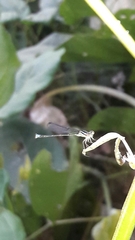 Acanthagrion