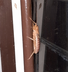 Nesoecia
