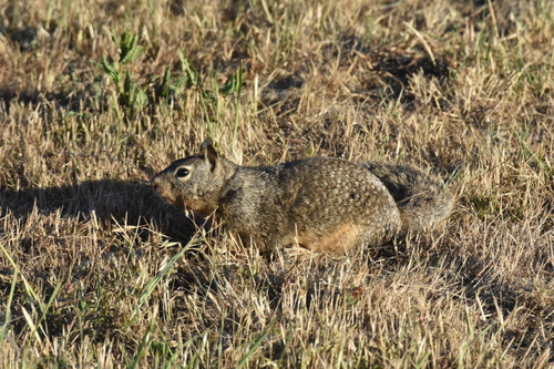 iNaturalist observation photo of California Ground Squirrel
