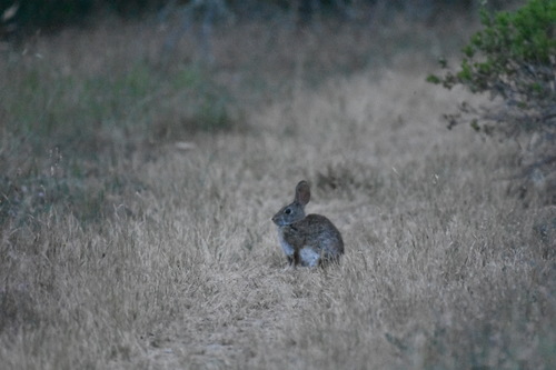 iNaturalist observation photo of Brush Rabbit