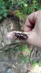 Lucanus elaphus