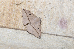 Ugia sundana