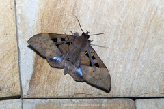Ischyja marapok