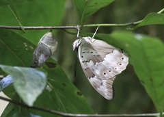 Archaeoprepona demophoon