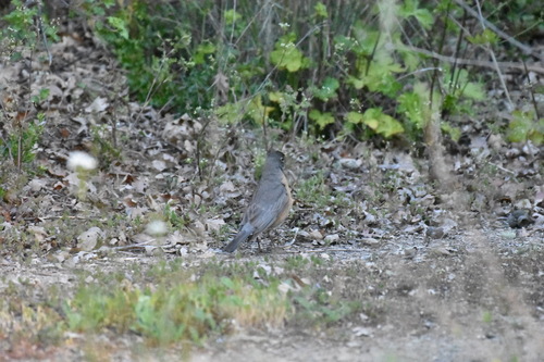 iNaturalist observation photo of American Robin