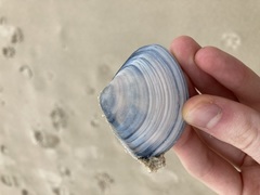 Austromactra rufescens