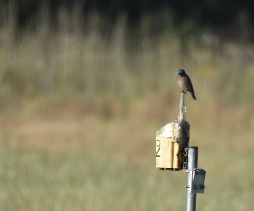 iNaturalist observation photo of Western Bluebird