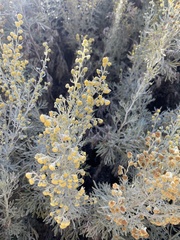 Artemisia absinthium