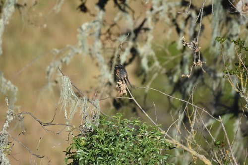 iNaturalist observation photo of Spotted Towhee