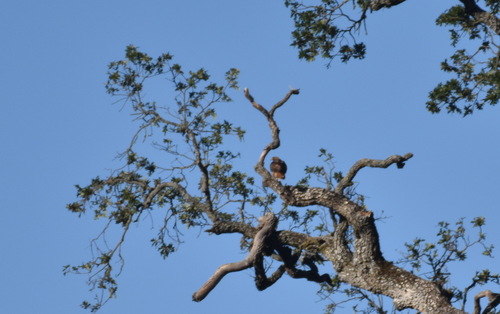 iNaturalist observation photo of Red-tailed Hawk