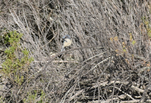 iNaturalist observation photo of California Scrub-Jay