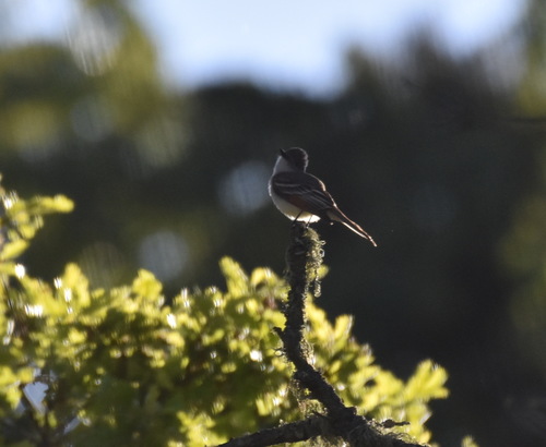 iNaturalist observation photo of Ash-throated Flycatcher