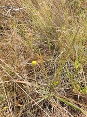 Phacellothrix cladochaeta