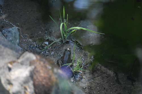 iNaturalist observation photo of American Bullfrog