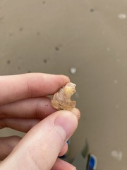 Latona deltoides